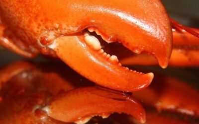 The Lobster Claw